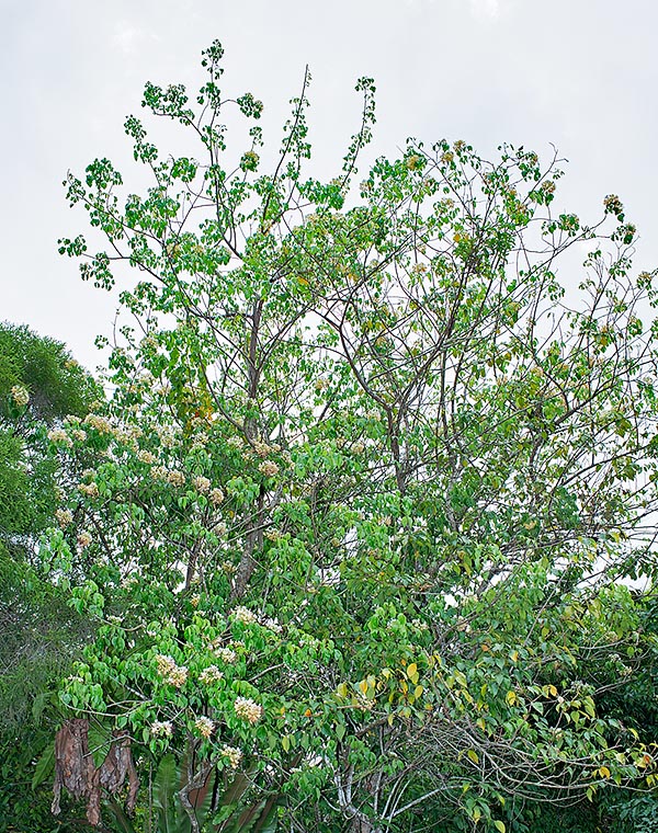 Crateva religiosa is a very ramified tree of India and of South-East Asia © Giuseppe Mazza