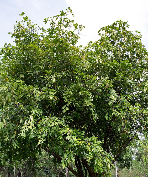 Originaire du sud-est asiatique, Cynometra cauliflora est un petit arbre très ramifié ne dépassant pas 8 m © Giuseppe Mazza