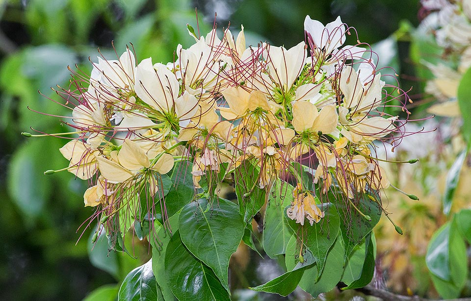 Planta medicinal, alimentaria y ornamental es cultivada en proximidad de templos por el profundo significado religioso que reviste para los seguidores del hinduismo © Giuseppe Mazza