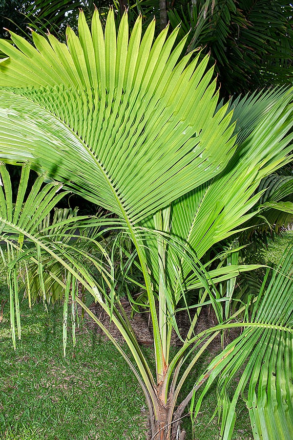 Beccariophoenix fenestralis est un palmier de Madagascar, à risque élevé d’extinction dans la nature, au fenêtrage caractéristique au voisinage du rachis des feuilles des plantes jeunes © Giuseppe Mazza