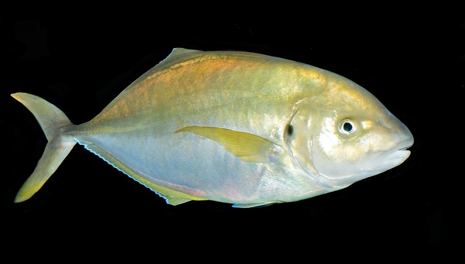 Presente en las aguas tropicales y subtropicales de todos los océanos el Pseudocaranx dentex es una especie en serio peligro de extinción © Giuseppe Mazza