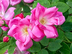 Rosa Rd Rosa ‘Rodin’ - Monaco Nature Encyclopedia