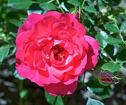 Rosa Rd Rosa ‘Rody’ - Monaco Nature Encyclopedia
