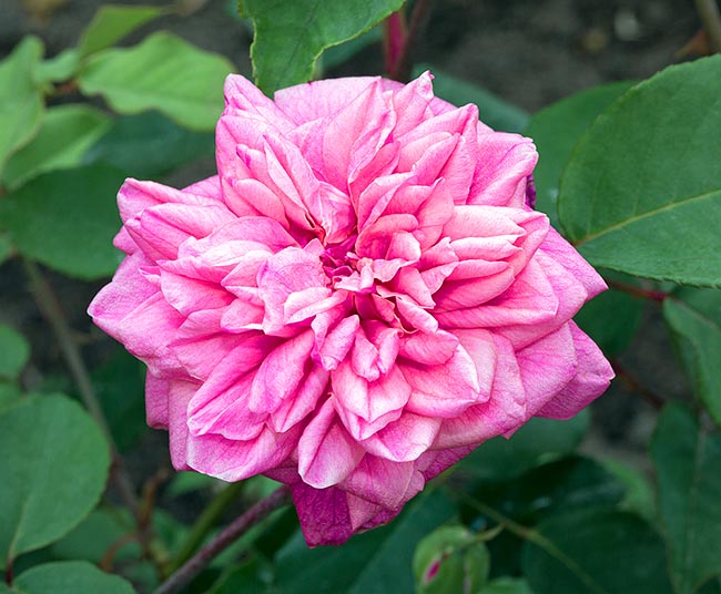 rosa_archiduc_joseph.jpg