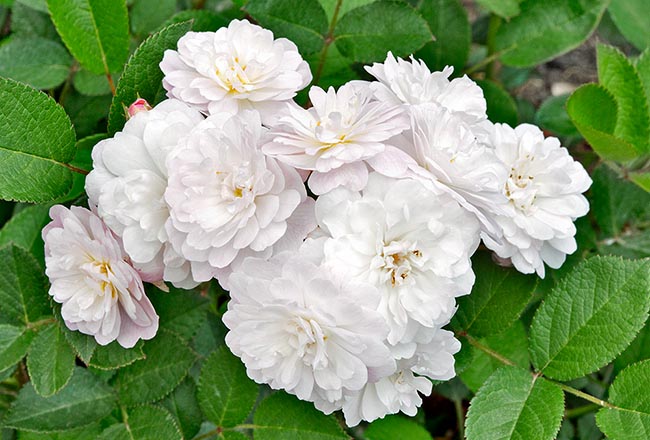 rosa_blanche_cascade.jpg