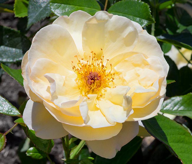 rosa_canicule.jpg