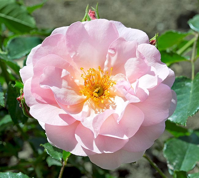 rosa_rose_de_beaune.jpg