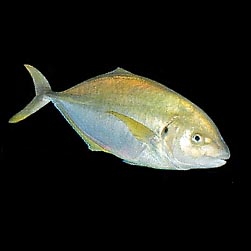 Pseudocaranx dentex Monaco Nature Encyclopedia