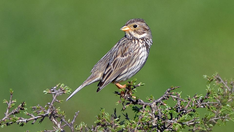 The Corn bunting (Emberiza calandra) has a very vast range that totally includes Europe, Asia and the African part north to Sahara © Gianfranco Colombo