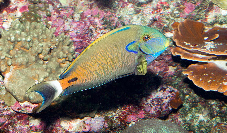 Acanthurus fowleri, Poisson chirurgien de Folwer, Acanthuridae