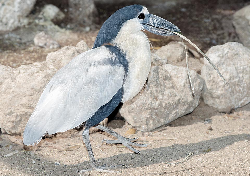 Atypical heron, with disproportionate bill, similar to capsized boat hull, the Boatbill (Cochlearius cochlearius) is at home in tropical America © Giuseppe Mazza