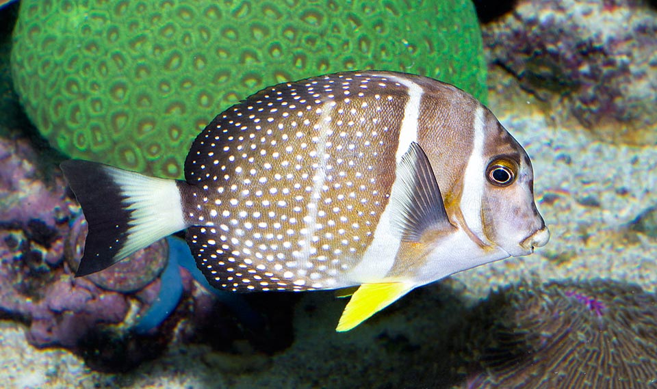 Acanthurus guttatus, Chirurgien moucheté, Acanthuridae