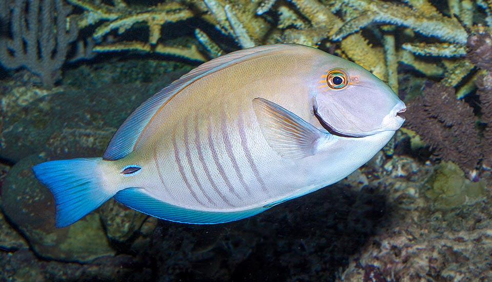 Acanthurus chirurgus, Acanthuridae, poisson Chirurgien docteur