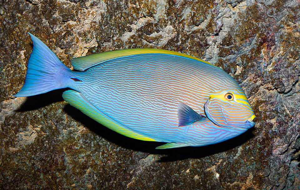 Acanthurus mata in tutto il suo splendore. Ha una distribuzione vastissima nell’Indo-Pacifico tropicale e può cambiar colore all’istante per motivi mimetici o secondo l’umore 