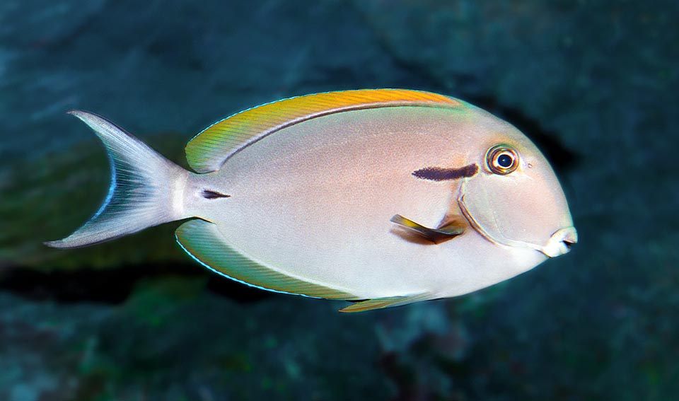 Acanthurus nigricauda, Acanthuridae, Chirurgien à queue blanche, Chirurgien à virgule noire