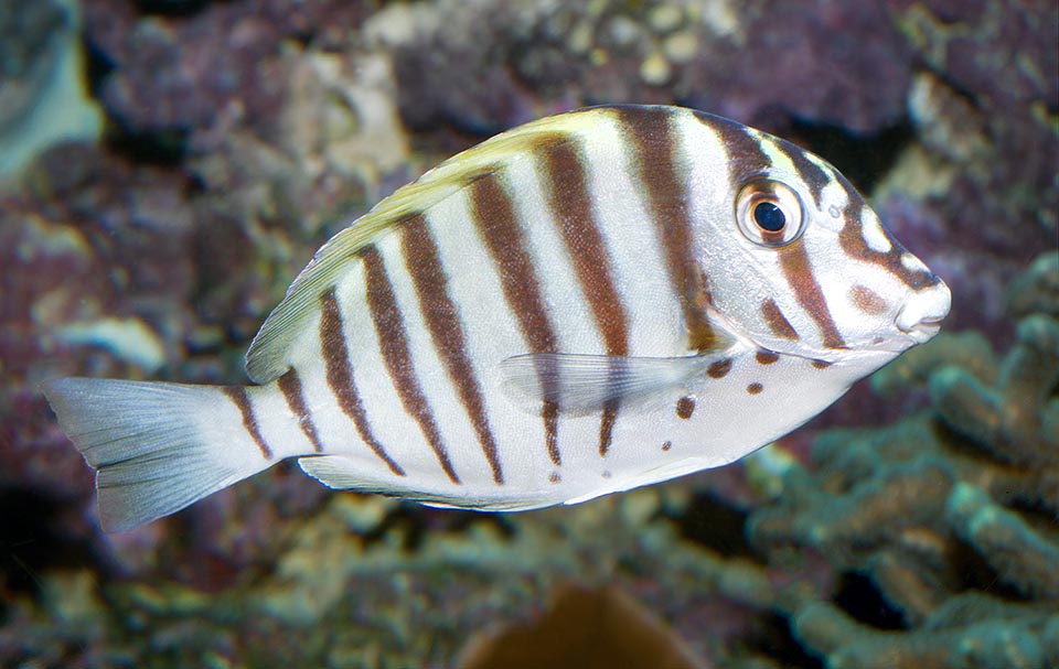 Acanthurus polyzona, Acanthuridae, Black-barred surgeonfish