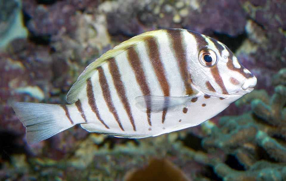 Acanthurus polyzona, Acanthuridae, Black-barred surgeonfish Acanthurus polyzona, Acanthuridae, Black-barred surgeonfish