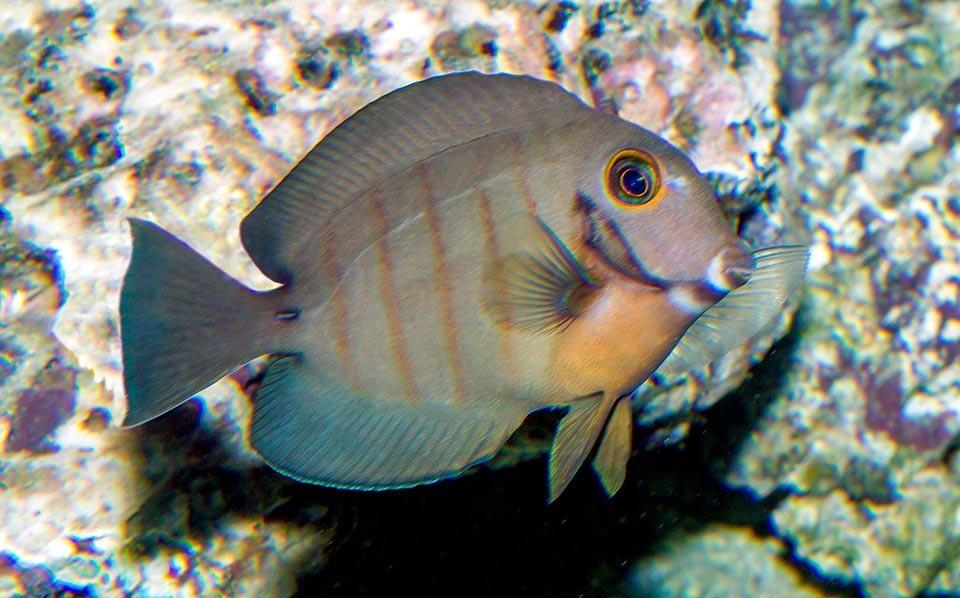 Acanthurus tristis, Acanthuridae, Cirujano imitador del Índico, Cirujano triste