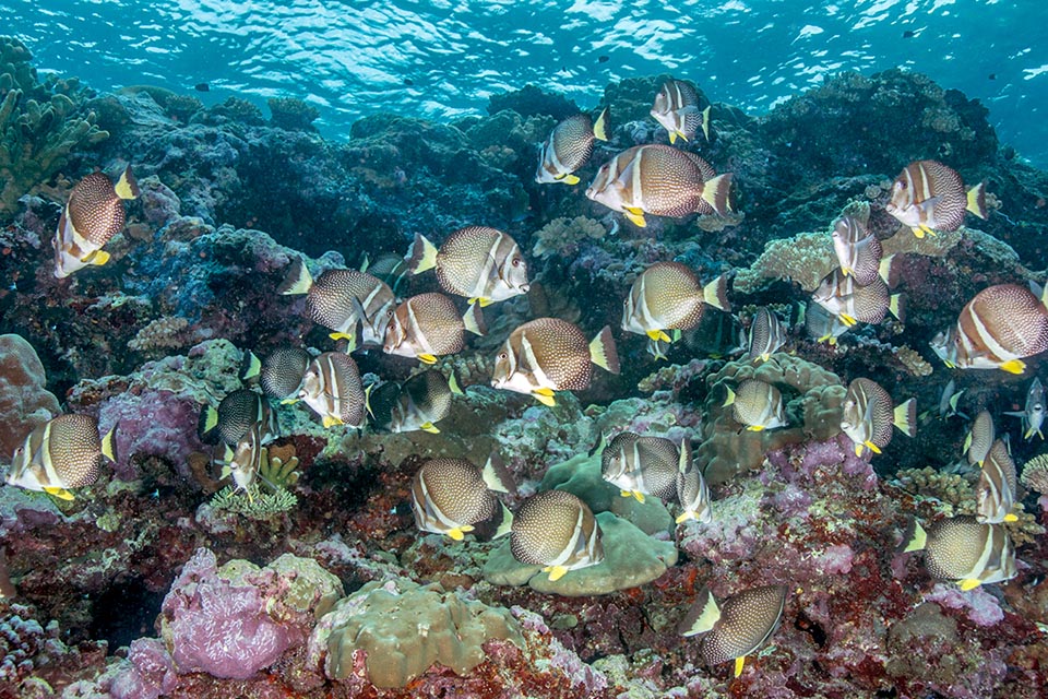 Acanthurus guttatus