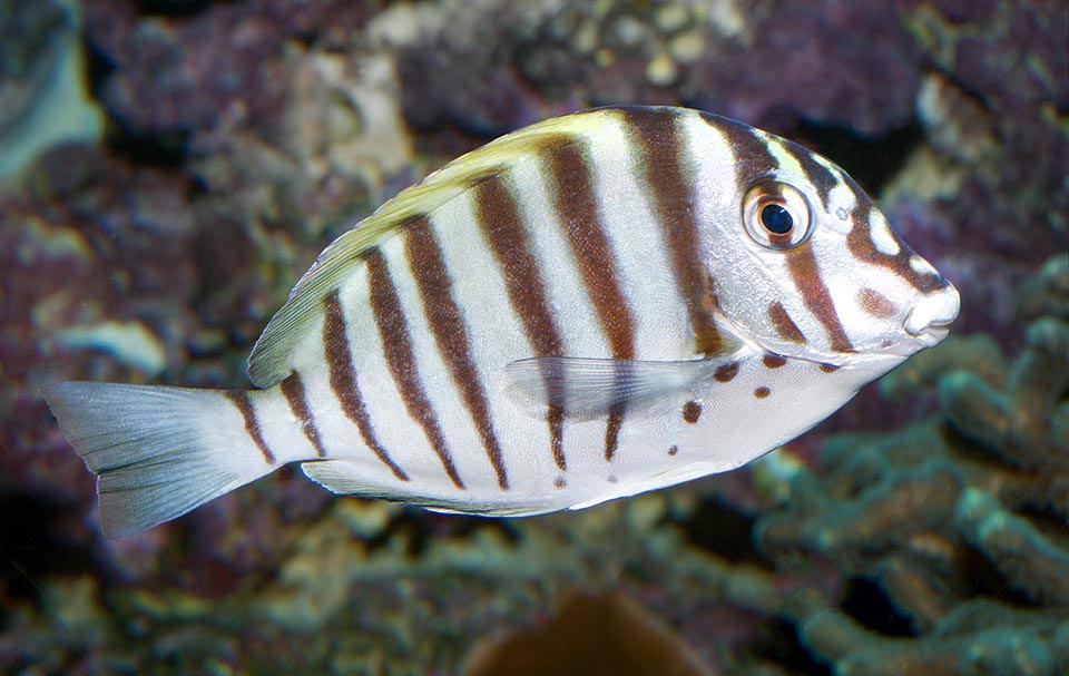 L’ Acanthurus polyzona vive, molto localizzato, solo nell’Oceano Indiano occidentale: Comore, Madagascar, Riunione, Mayotte e Maurizio.