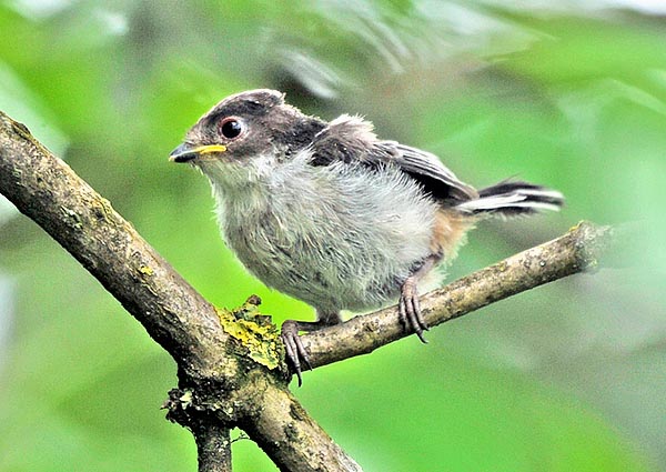 Deux semaines après la naissance les petits abandonnent le nid et peuvent déjà voler, mais la vie d'une mésange à longue queue est courte : en moyenne, si tout va bien, elle vit à peine trois ans © G. Colombo