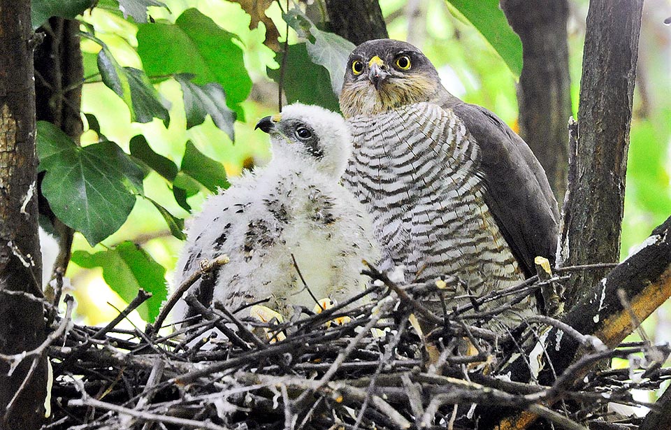 Madre junto a su polluelo. Cuando alcanzan el tamaño de los adultos los pollos pasan a las ramas cercanas porque el nido no aguantaría el peso de la numerosa familia © Gianfranco Colombo