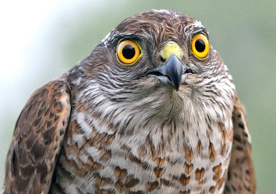 Un joven macho. El Accipiter nisus tiene una inmensa área de distribución euroasiática, del Atlántico al Pacífico, con poblaciones estables también en el norte de África © Gianfranco Colombo