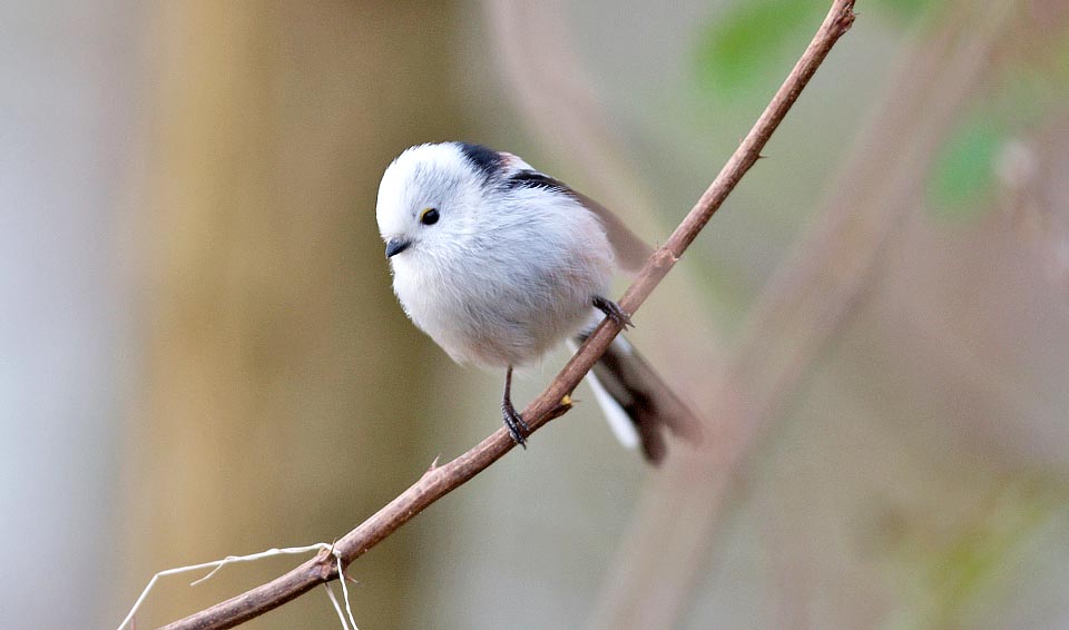 Nella parte settentrionale del suo areale è presente la sottospecie del gruppo Aegithalos caudatus caudatus che presenta una livrea col capo totalmente bianco niveo © Sergio Mazzoleri