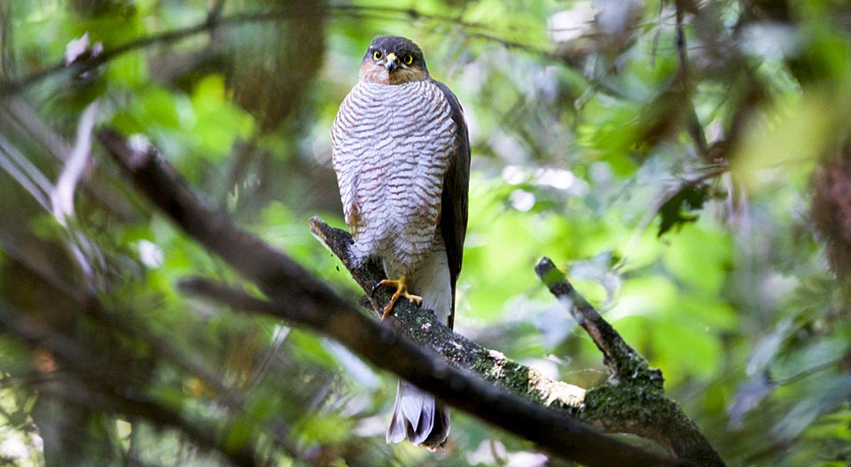 Spécimen mâle d’Accipiter nisus se camouflant dans le bois. Il atteint au maximum 30 cm de long et 170 g, contre 40 cm et 300 g chez la femelle © Gianfranco Colombo