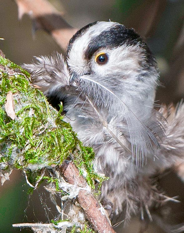 Someone has almost finished and now furnishes it with comfortable feathers © Gianfranco Colombo