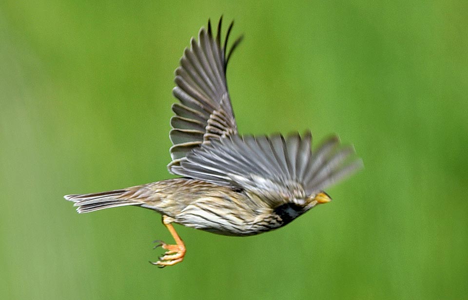 At first a sparrow, it is easily recognized due to its particular way of flying with hanging legs and very fast flutter not developing speed © Gianfranco Colombo