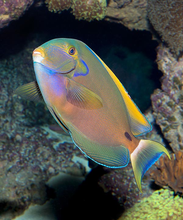 Acanthurus fowleri, Pesce chirurgo di Fowler, Acanthuridae