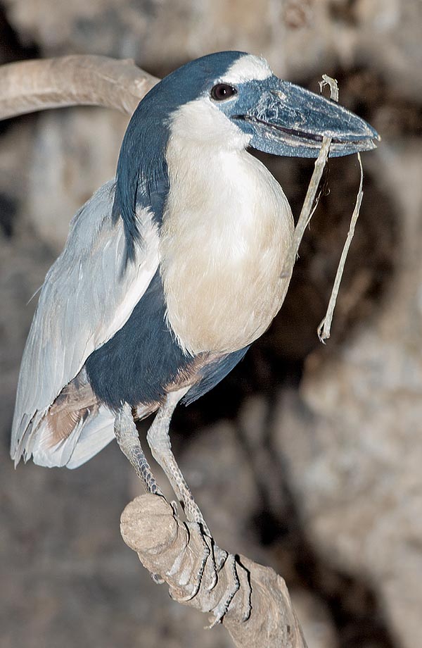 But is this male, recognizable by the tuft, doing with a branch in the mouth? © Giuseppe Mazza