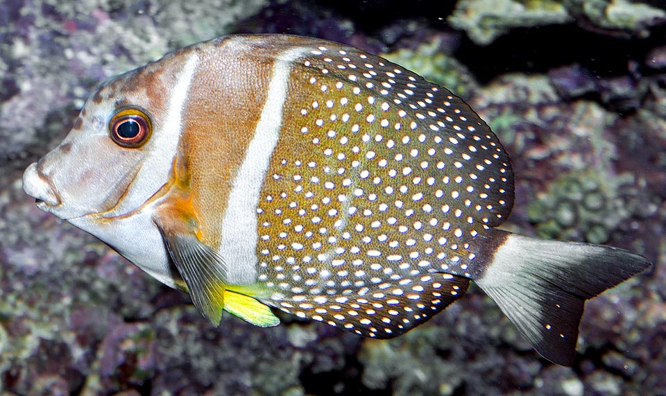 Acanthurus guttatus, Cirujano de manchas blancas, Acanthuridae Acanthurus guttatus, Cirujano de manchas blancas, Acanthuridae