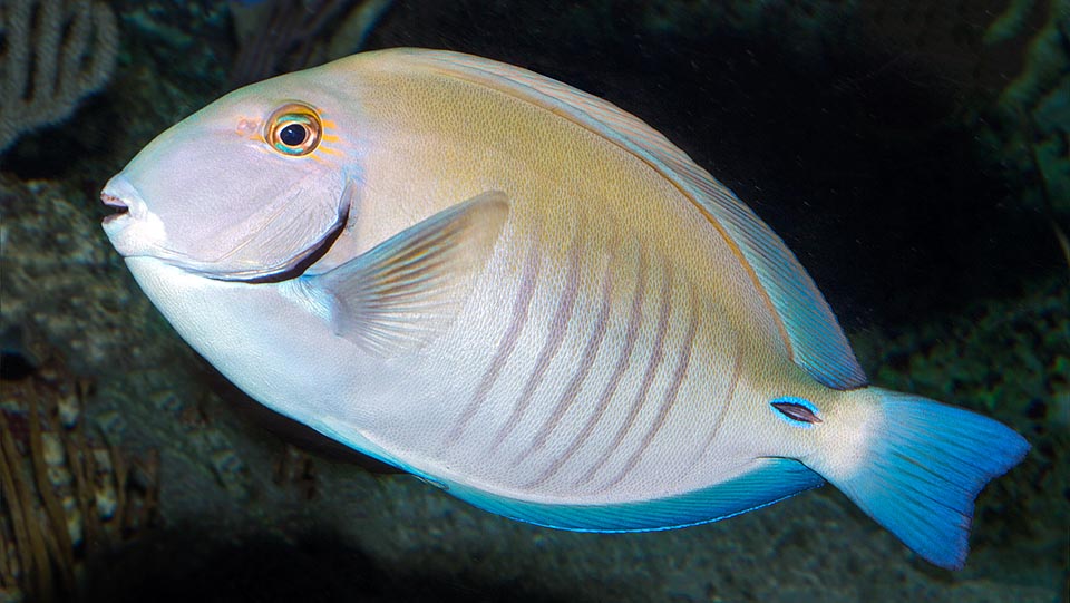 Acanthurus chirurgus, Acanthuridae, Pesce chirurgo