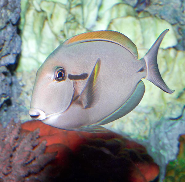 Acanthurus nigricauda, Acanthuridae, Blackstreak surgeonfish, Epaulette surgeonfish Acanthurus nigricauda, Acanthuridae, Blackstreak surgeonfish, Epaulette surgeonfish