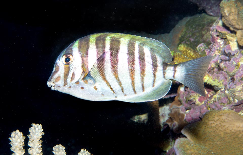 Acanthurus polyzona, Acanthuridae, Black-barred surgeonfish Acanthurus polyzona, Acanthuridae, Black-barred surgeonfish