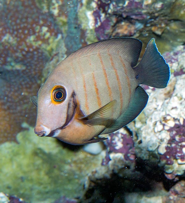 Acanthurus tristis, Acanthuridae, Blackcheek surgeonfish, Yellowspot surgeonfish