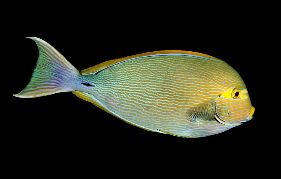 Aquí está con un tono naranja. El cuerpo es más alargado que otros Acanthurus. Característica y constante en todas las libreas es la máscara amarilla alrededor de los ojos 