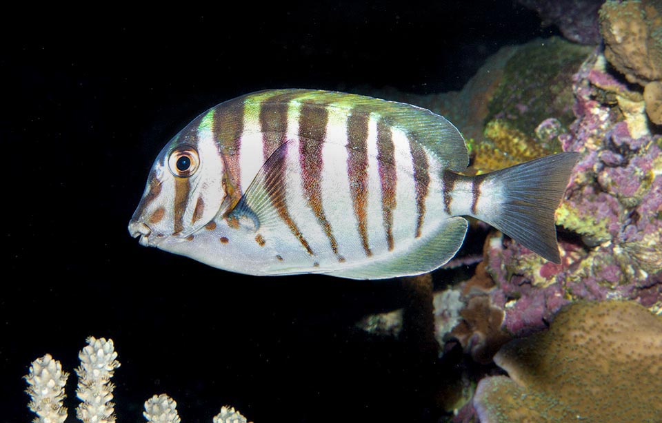 Poorly studied, swims in shallow waters among rocks covered by weeds and corals, but also in the tidal zone among mangroves roots 