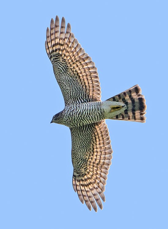 Hembra en vuelo. Más apagada, mantiene el barrado del macho con una envergadura de 80 cm © Gianfranco Colombo