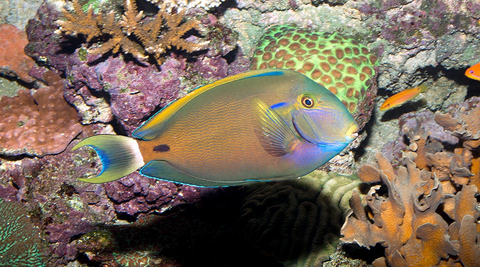 Acanthurus fowleri, Poisson chirurgien de Folwer, Acanthuridae