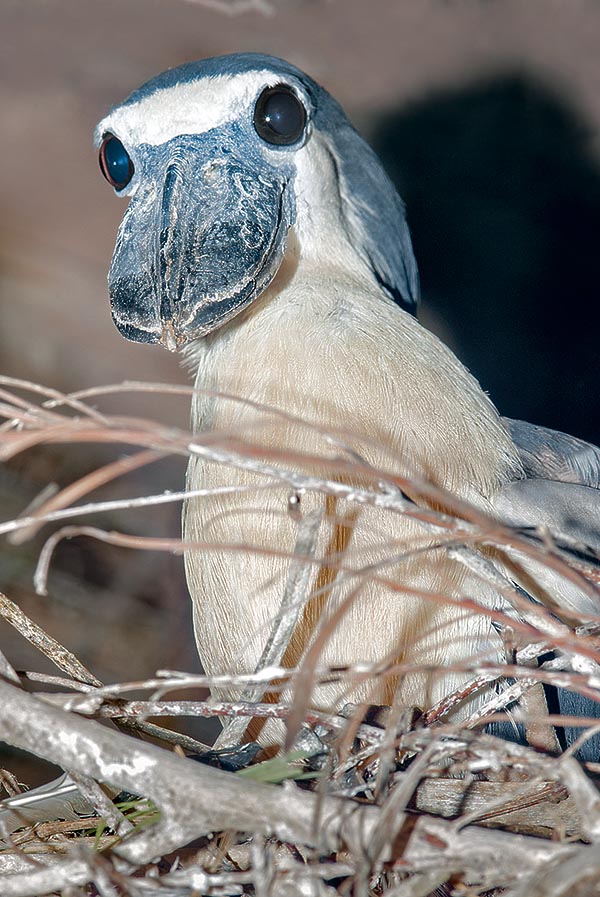 It helps the female to buind the nest among the intricate mangroves branches. They mainly eat amphibians, crustaceans and big insects, but also fishes, small rodents and nestlings © Giuseppe Mazza
