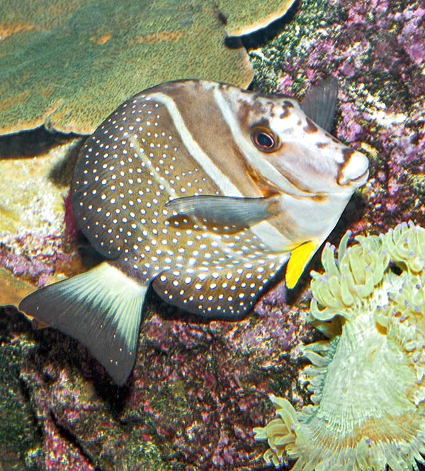 Acanthurus guttatus, Cirujano de manchas blancas, Acanthuridae Acanthurus guttatus, Cirujano de manchas blancas, Acanthuridae