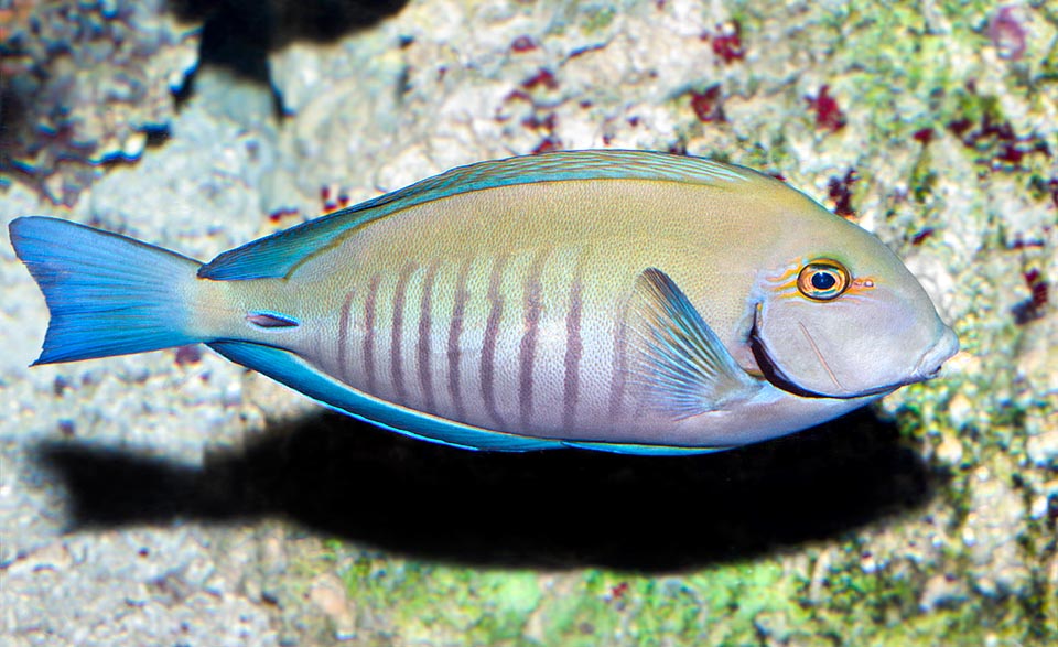 Acanthurus chirurgus, Acanthuridae, poisson Chirurgien docteur