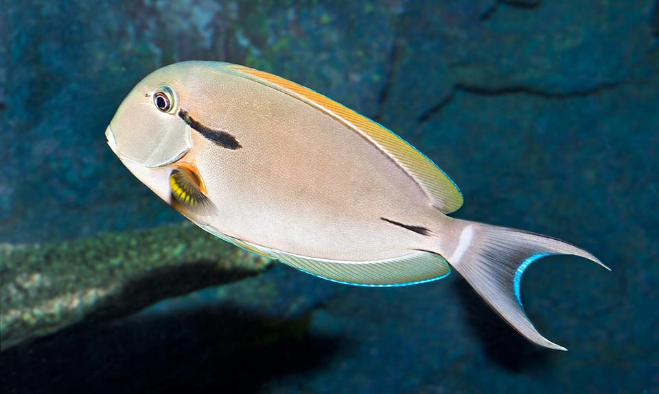 Acanthurus nigricauda, Acanthuridae, Cirujano de charretera, Cirujano de trazo negro