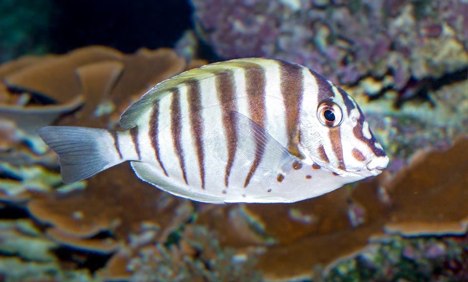 Acanthurus polyzona, Acanthuridae, Chirurgien barré
