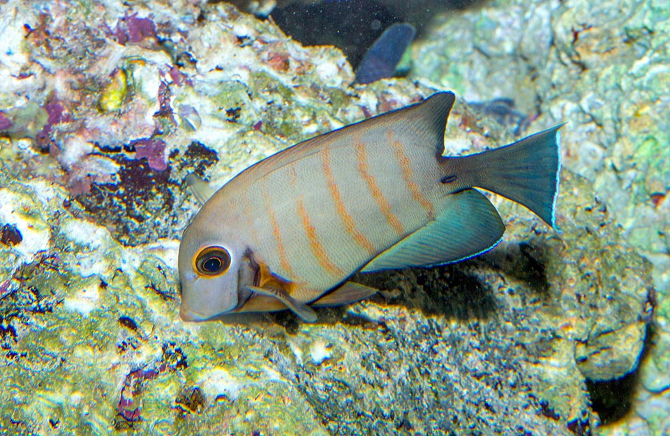 Acanthurus tristis, Acanthuridae, Pesce chirurgo triste, Pesce chirurgo pentastriato