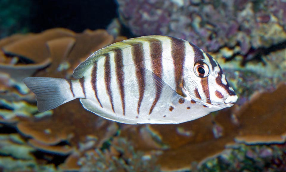 No supera por norma los 11 cm, menos de la mitad que el semejante Acanthurus triostegus, pero con casi el doble de bandas verticales 