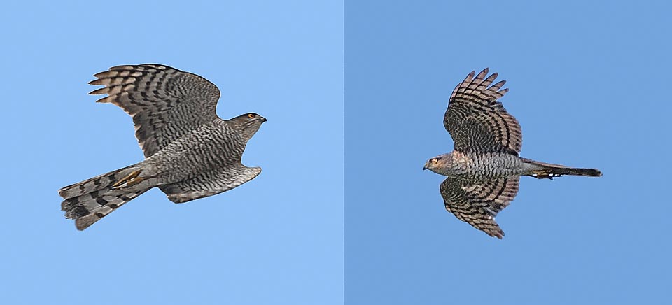 Velocísimo, con zigzags increíbles que lo hacen casi invisible mientras se abalanza sobre sus presas entre las ramas, se alimenta en general de pequeñas aves © Gianfranco Colombo